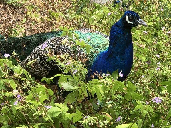 Pfau, freilaufend