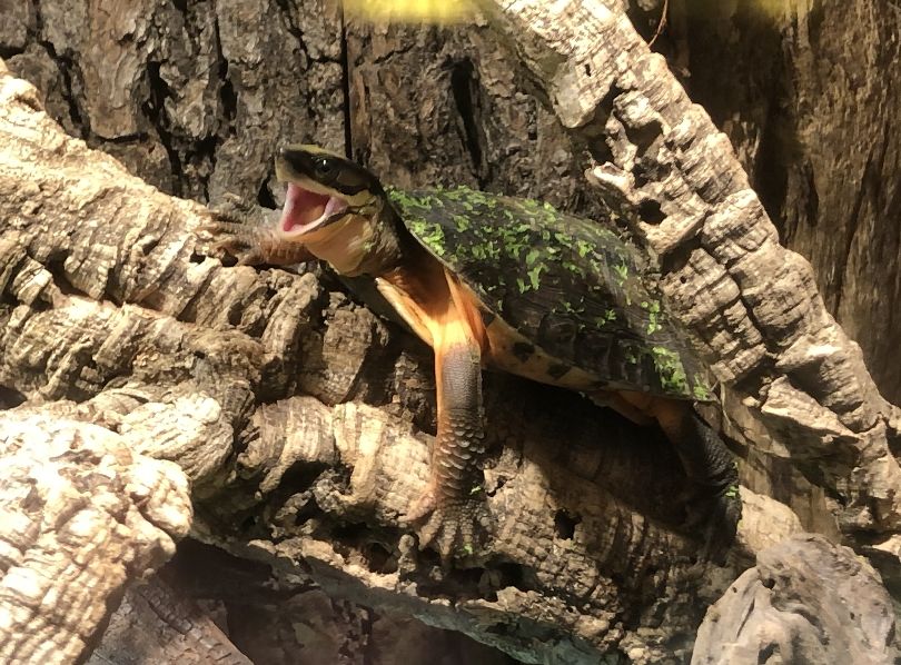 Chinesiche Dreistreifen-Scharnierschildkroete