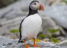 puffin.jpg