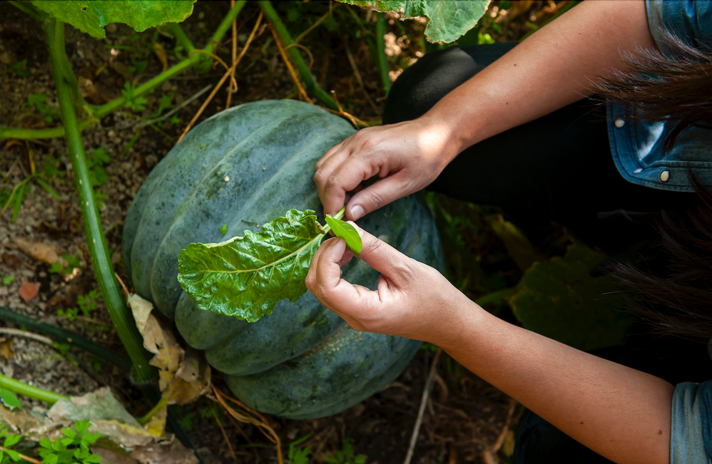 Partagez des photos de vos plantes préférées dans vos jardins ou ailleurs.png