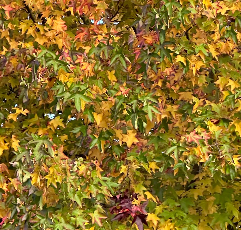 Autunno foglie.jpg