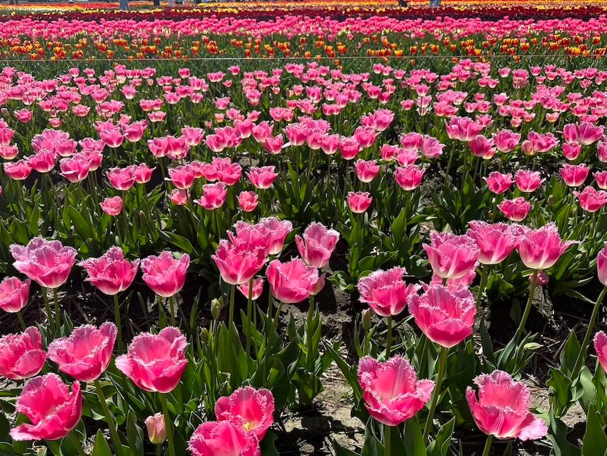 Tulips.jpg