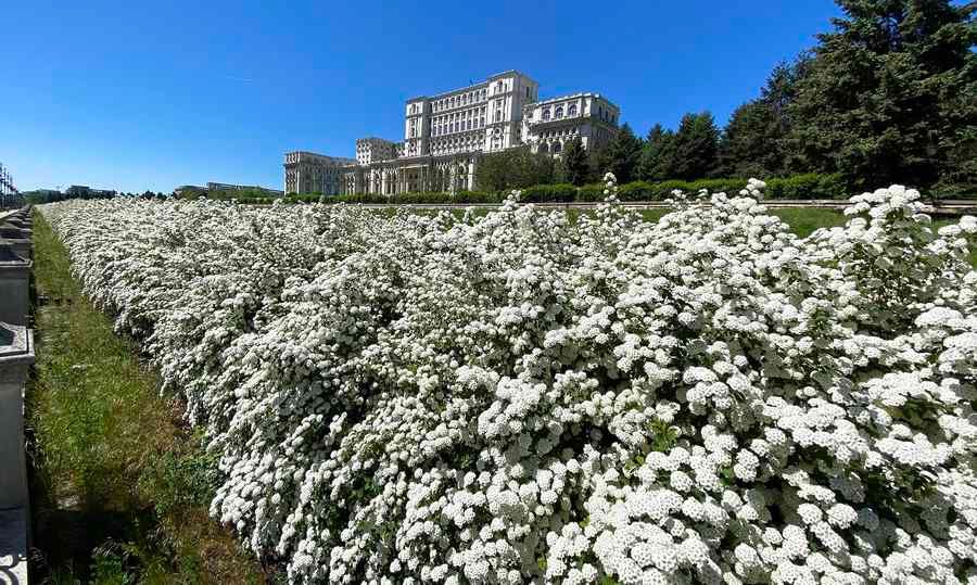 Palatul-Parlamentului flori albe-.jpg