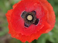 Poppy flower - great pollinators