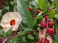 Roselle - great for making jams/hibiscus tea
