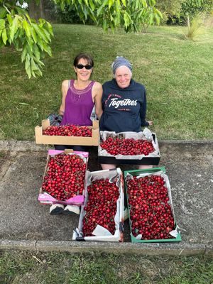 Cherry harvesting with a friend.