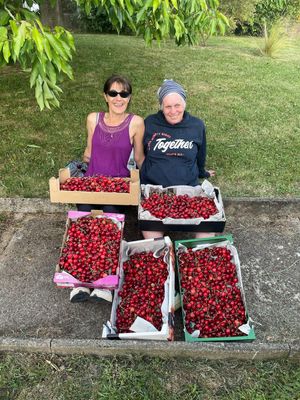 Cueillette de cerises avec une amie.