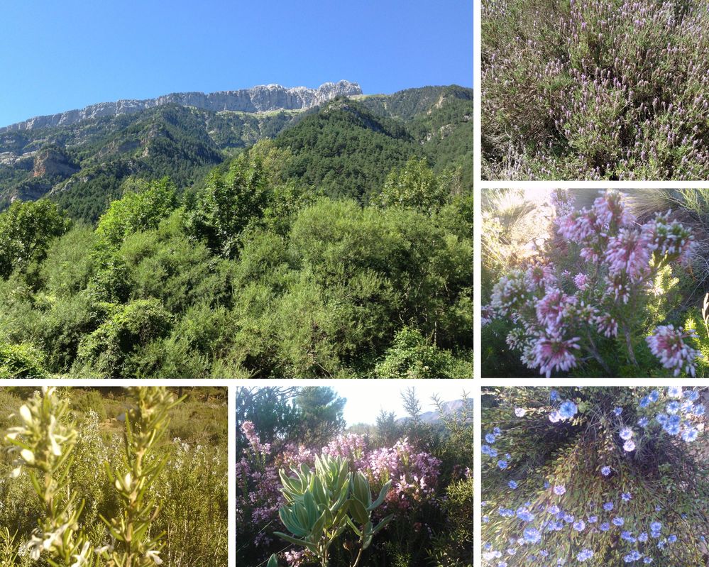 Paisaje y flores de la Sierra Calderona