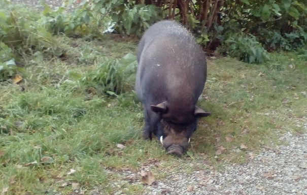 Freilaufendes Iberico-Schwein unseres Nachbarn