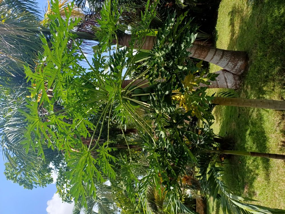 Papaya Tree CGP.jpg