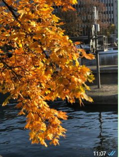 Herbst an der Spree