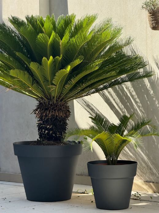 cycas.JPG