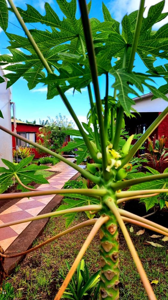 Papayas en KeuhenuaEcoHostal