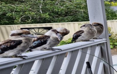 Our backyard friends -Kookaburras who come to visit