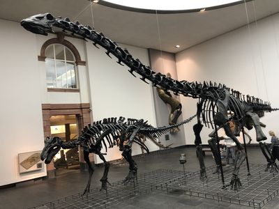 inside the Senckenberg Nature Museum