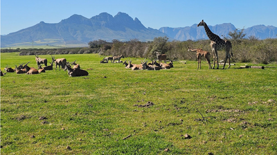 Wildlife Sanctuary_South Africa.png