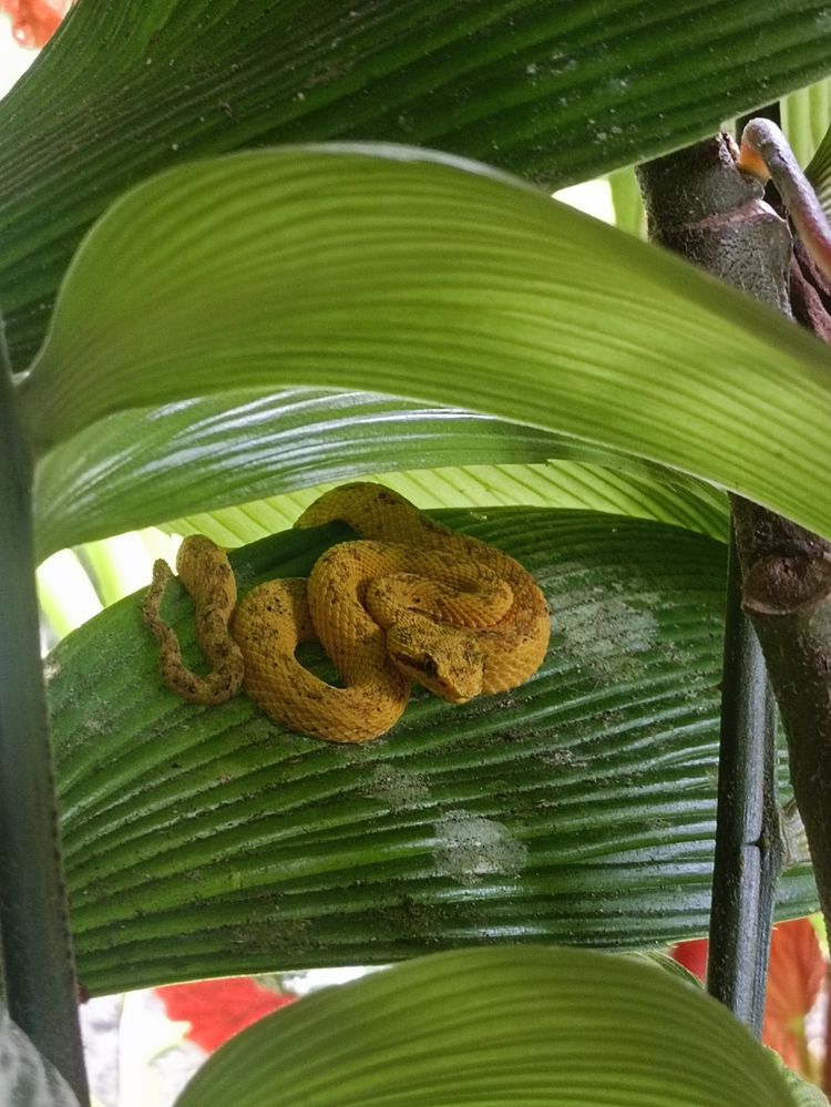 Serpiente Bocaraca Amarilla