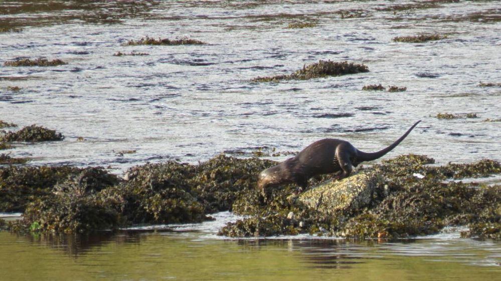 Mr Otter puts on a show for David and Tina.jpg