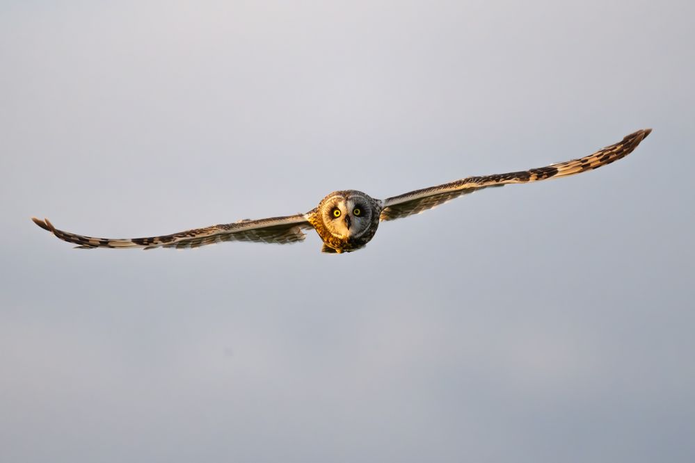 Short eared owl.jpg
