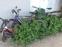 bikes in weeds.JPG