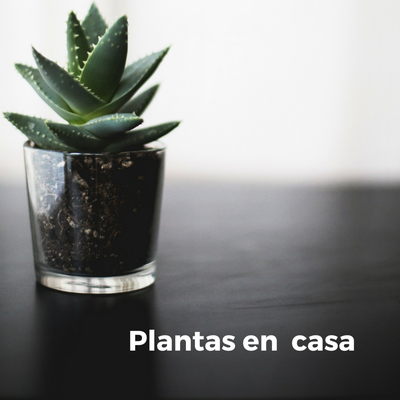 Plantas en casa.png