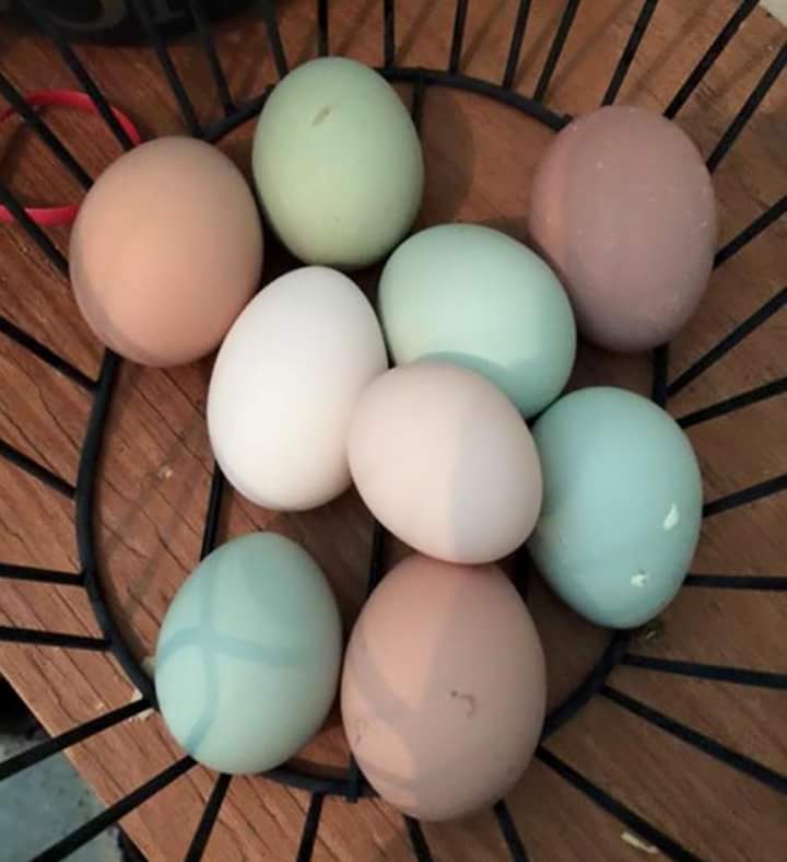 2 eggs.jpg