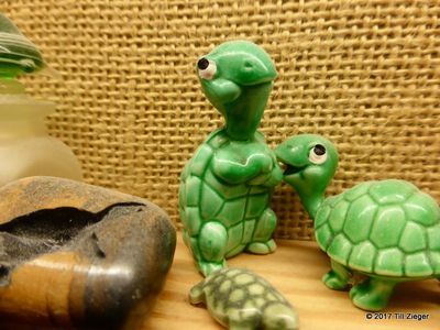 Schildkröten 08.09.2017 16-58-21.JPG