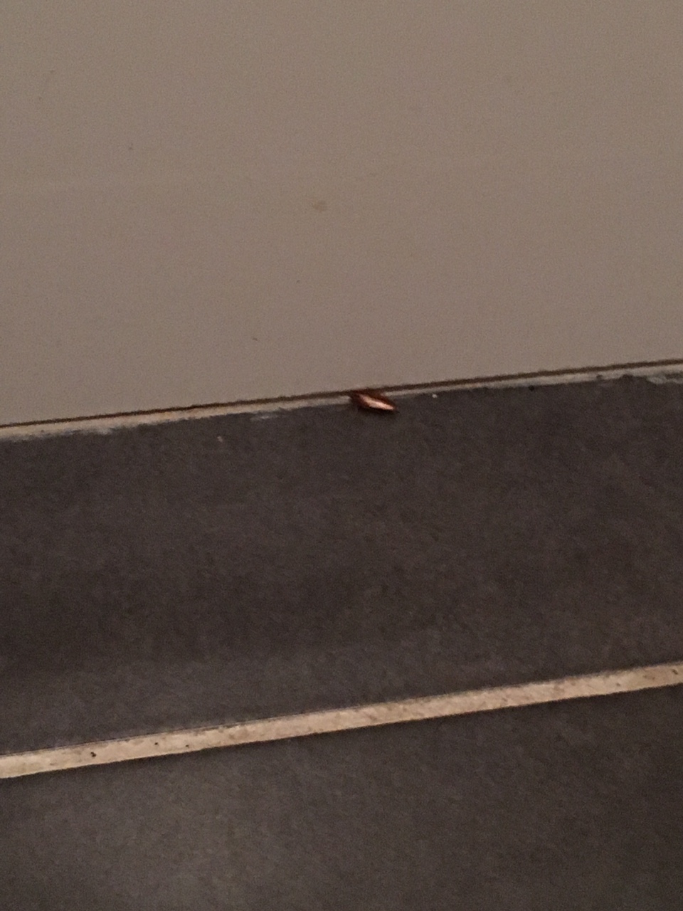 Solved: Cockroach Infestation, What Should I Do? - Airbnb Community