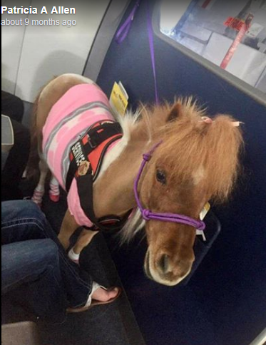 Pony in the plane