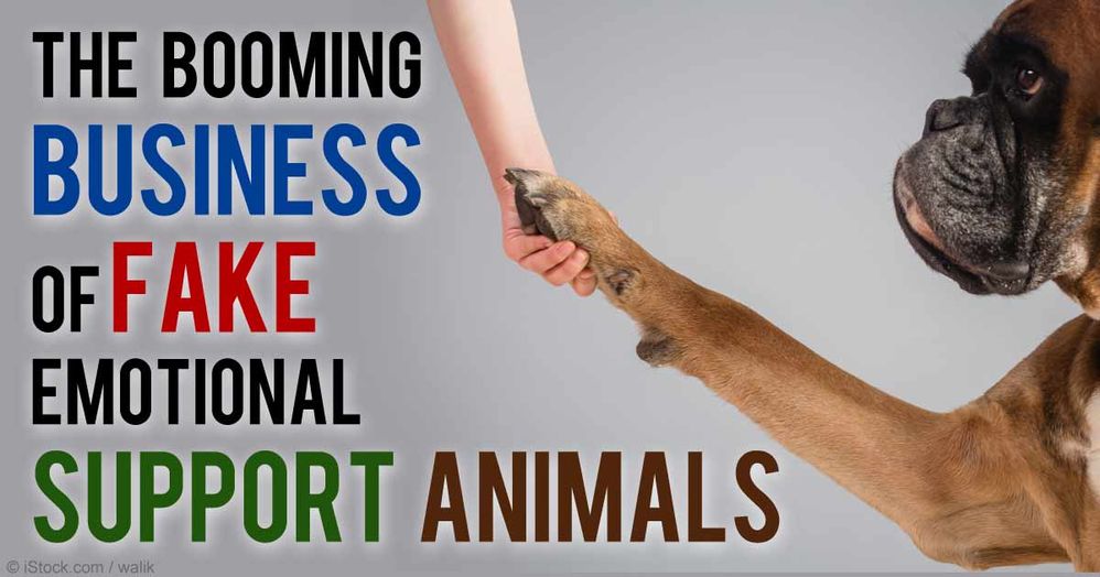business-fake-support-animals-fb