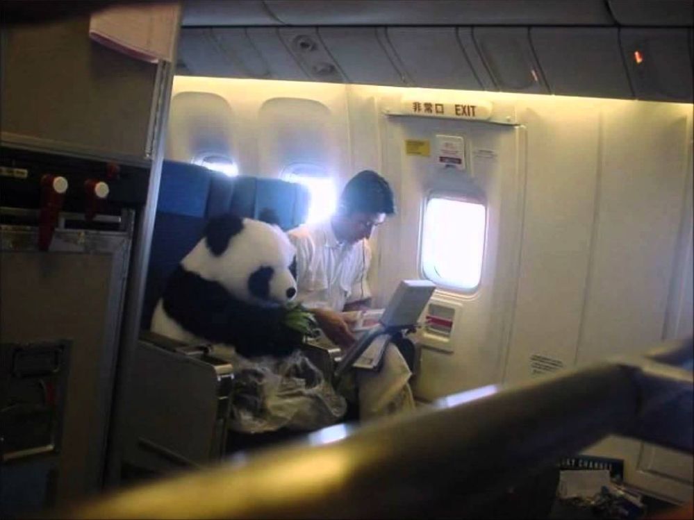 Panda-Love.jpg