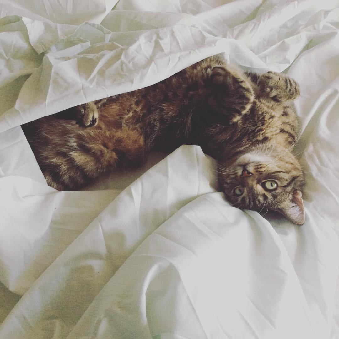 Hosting and owning a cat? Airbnb Community