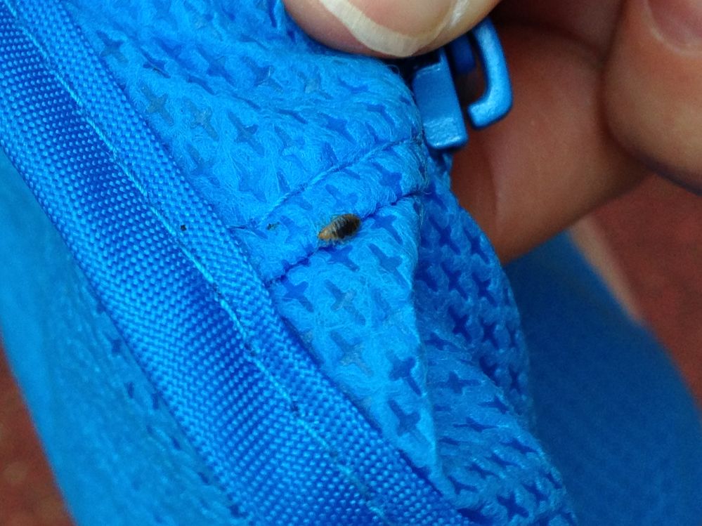 bed bug found on my clothing