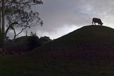 2018-07-13 Helen Auckland sheep dark.jpg
