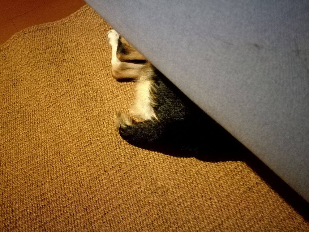 Lea sotto il divano...