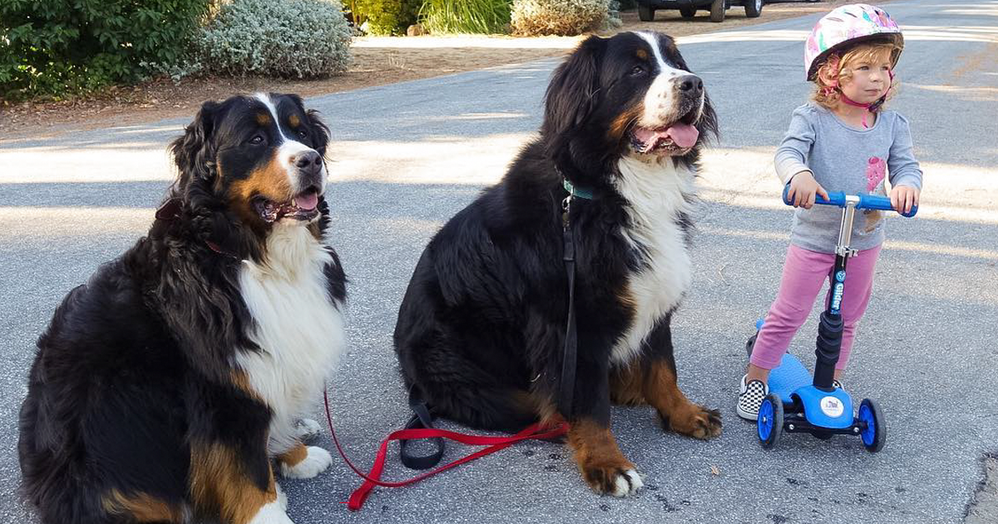 girl-two-giant-bernese-mountain-dogs-biggie-and-ruby-fba.png