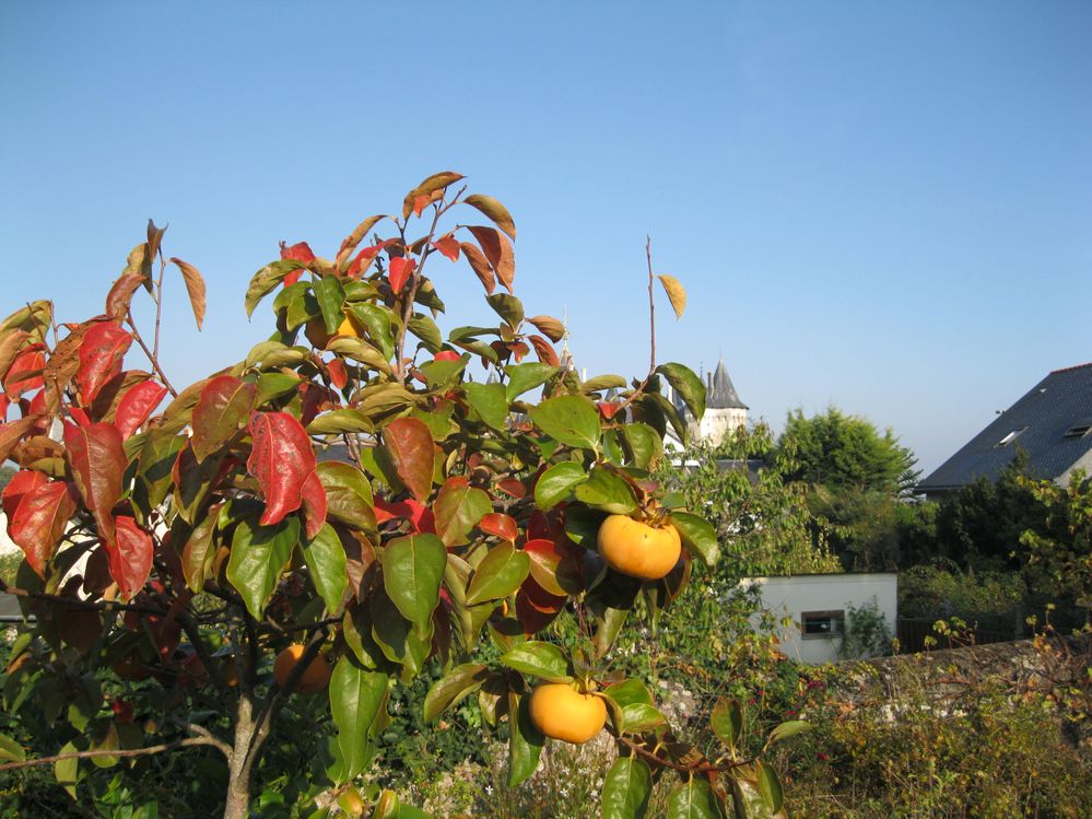 kaki saumur octobre 2018