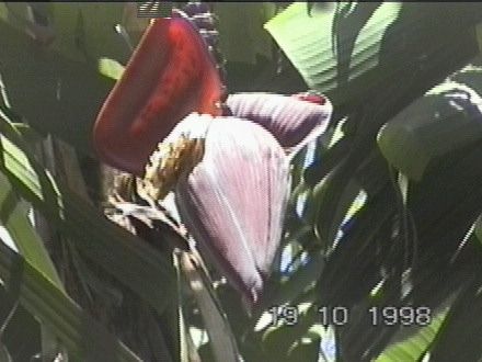 Und im Garten wachsen die Bananen