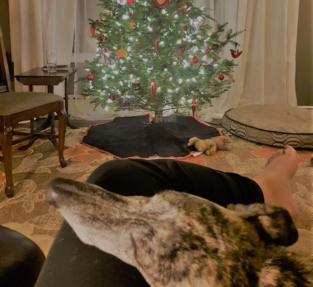 Alonso admiring the tree - or snoozing, hard to say which. It was his first Christmas in Canada after being rescued from the streets in Spain.