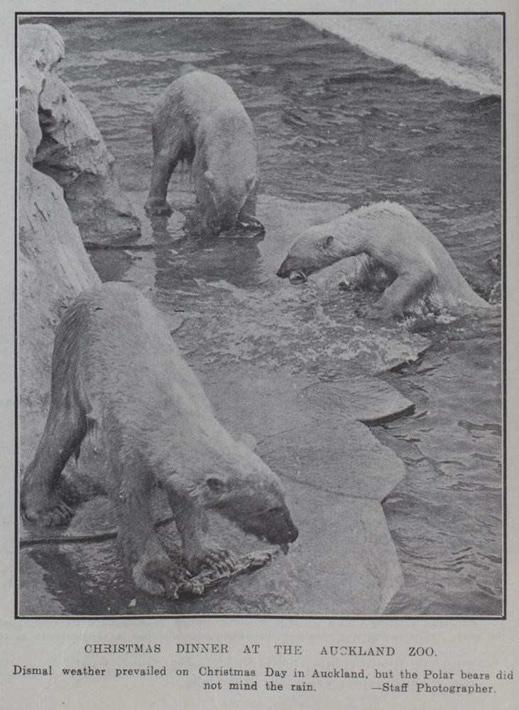 Showing polar bears in the rain on Christmas Day at the Auckland Zoo - 6 January 1927