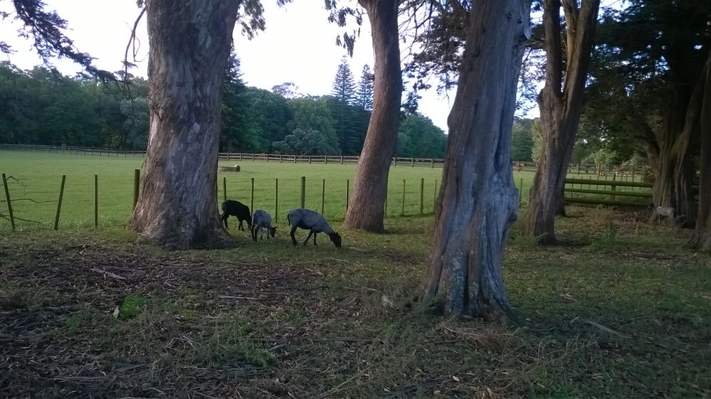 Gotland Sheep, Cornwall Park, Auckland