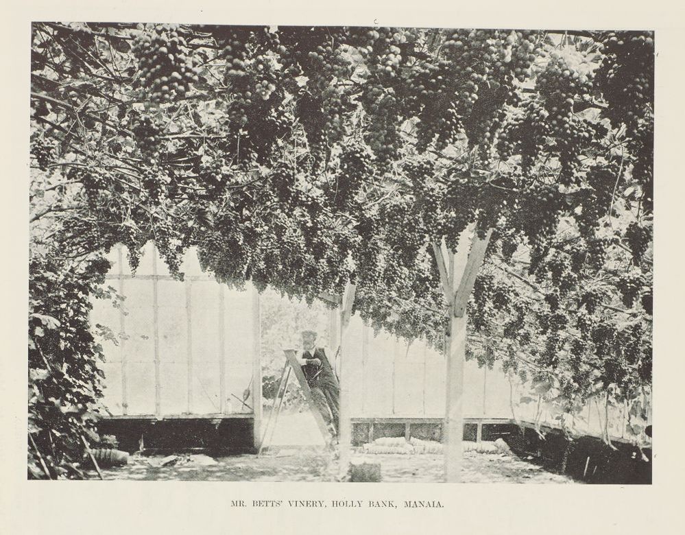 Mr Betts' vinery, Holly Bank, Manaia - 18 April 1903