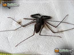 Tailless whip scorpion