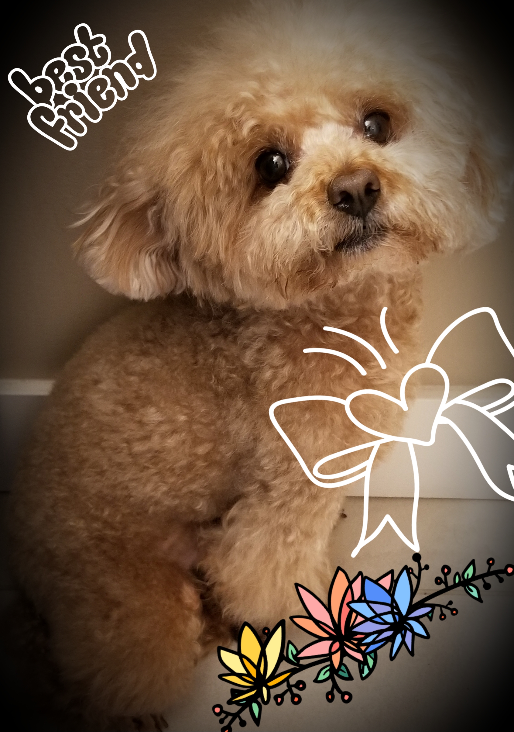 emotional support animal airbnb