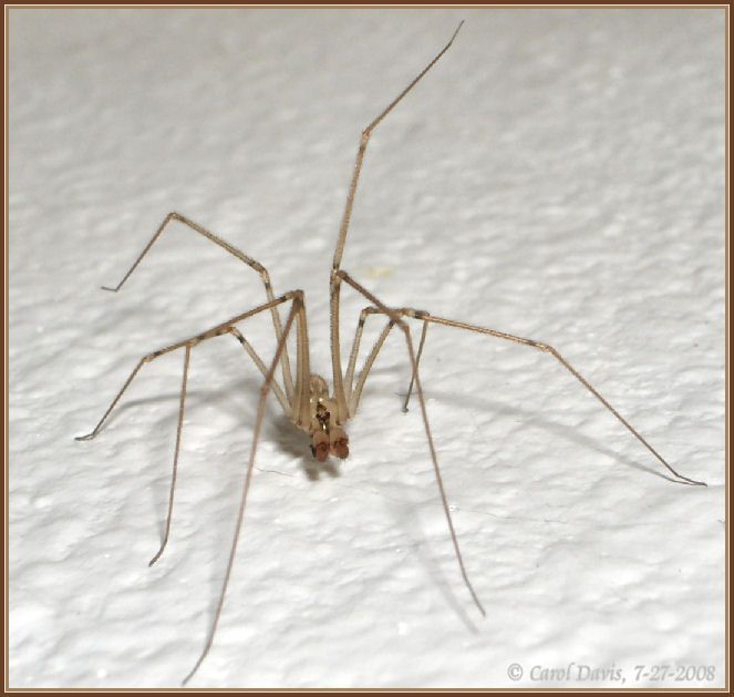 Cellar Spider!.jpg