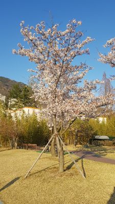 Cherry blossoms in Changwon