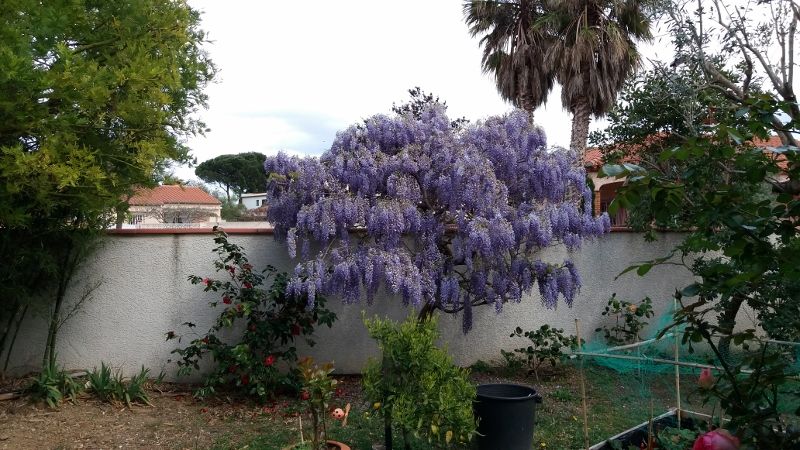 glycine de mon jardin