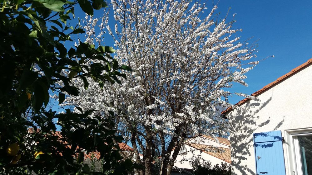 amandier en fleurs.jpg