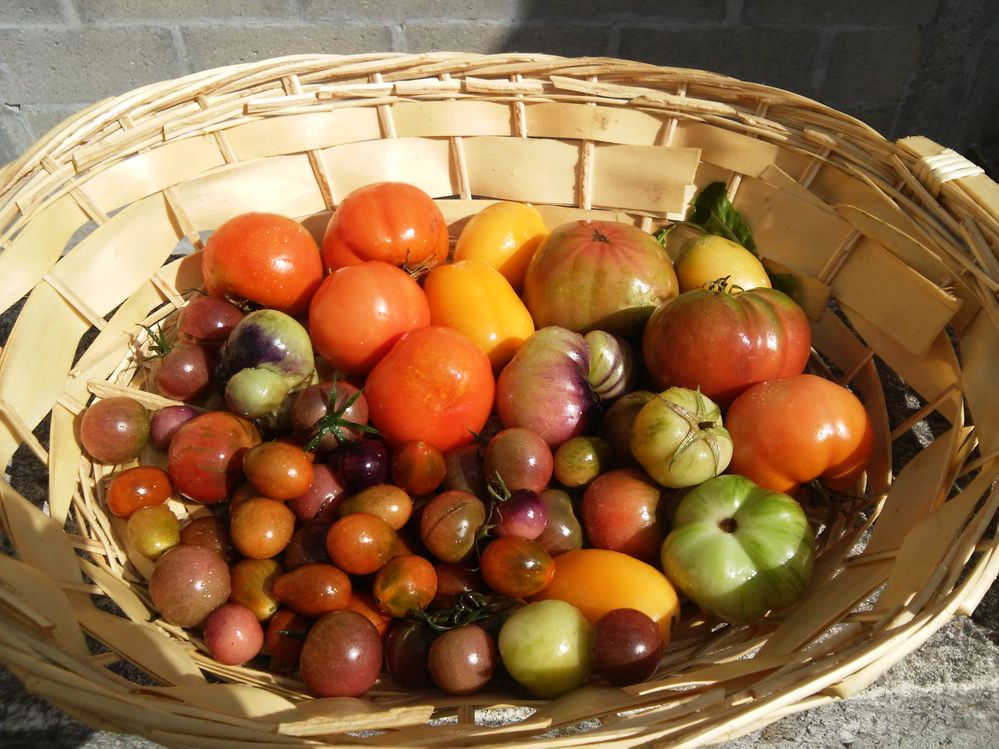 tomates de mon jardin