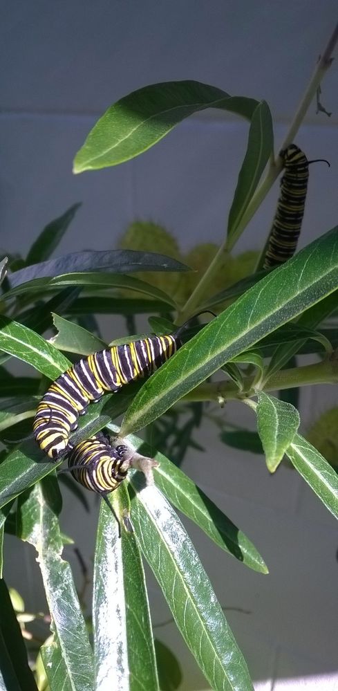 Triplet Monarch caterpillars sunbathing